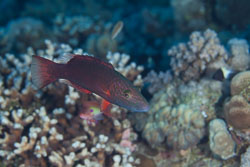 BD-120423-Fury-Shoal-6114-Oxycheilinus-digramma-(Lacepède.-1801)-[Cheeklined-wrasse].jpg